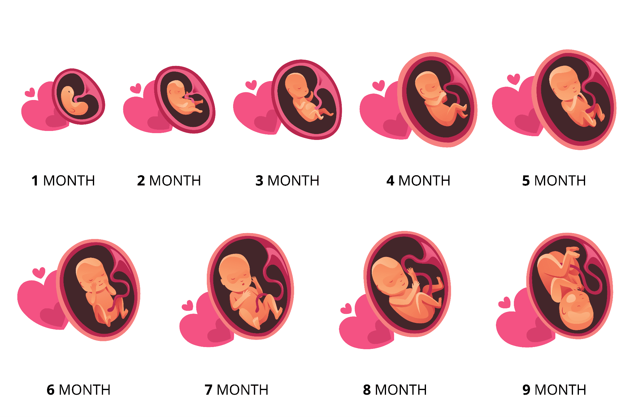 Infographic showing the fetal development in each month stage.
